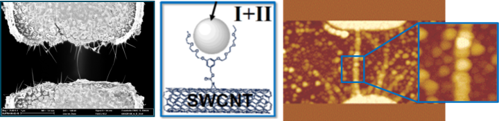 Carbon nanotubes (CNTs) integrated in microstuctures. Left: CNT contacted in a metal-coated Si-microstructure. Middle: CNT functionalization scheme. Right: AFM picture of CNTs functionalized with gold nanoparticles